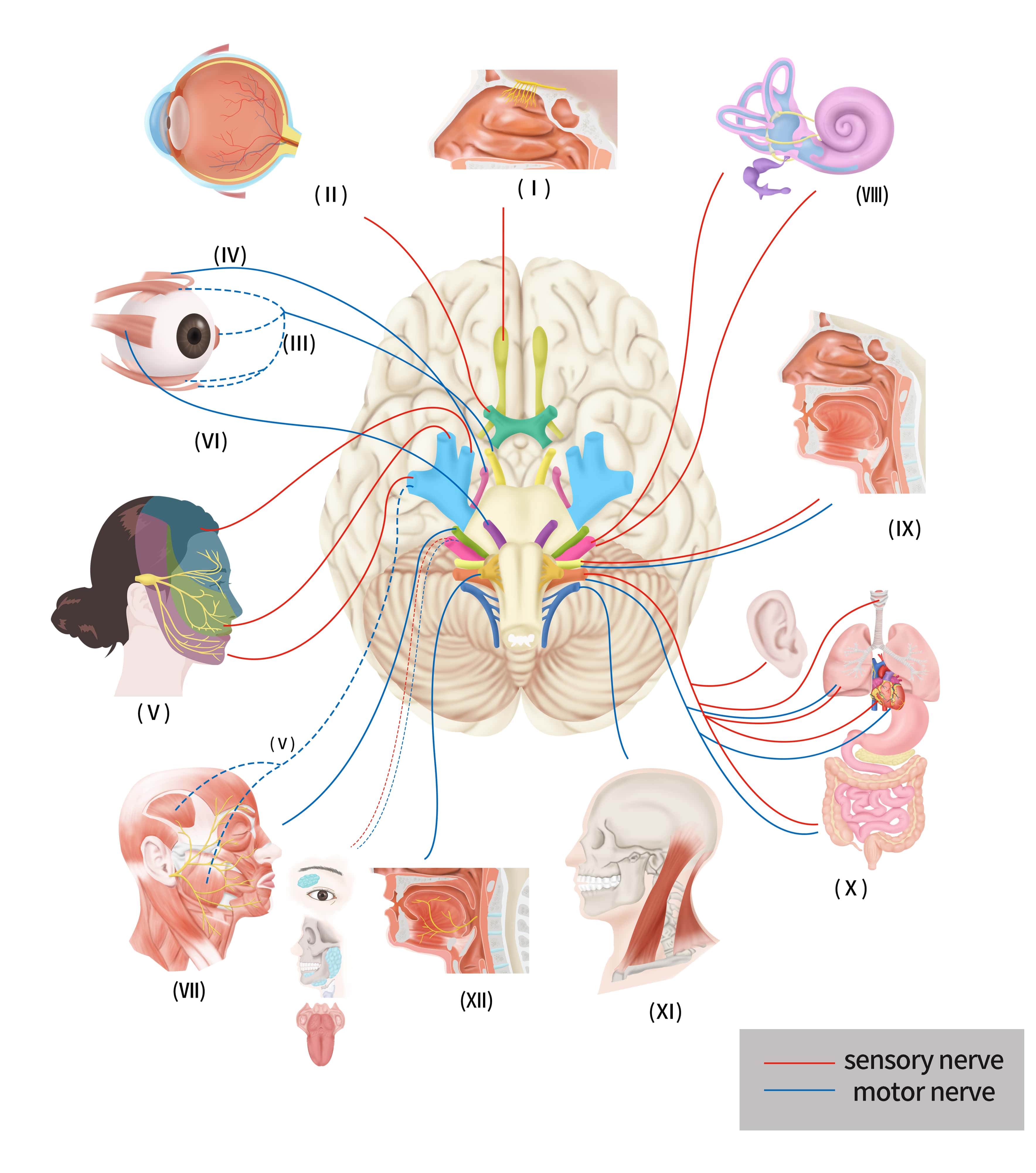 gag reflex cranial nerve 9 and 10