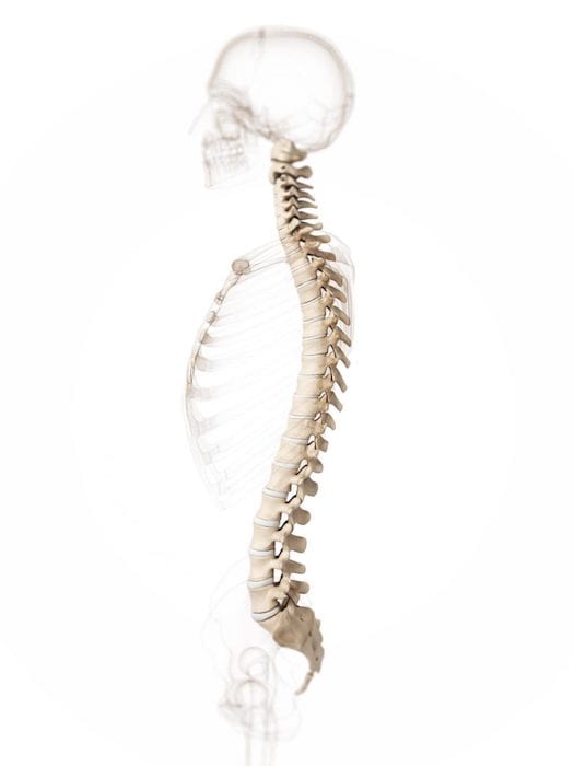 Spinal Backbone - Brain and Spine